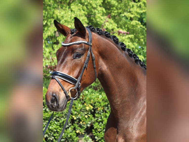 Hannoveraner Wallach 4 Jahre 172 cm Brauner in Selsingen