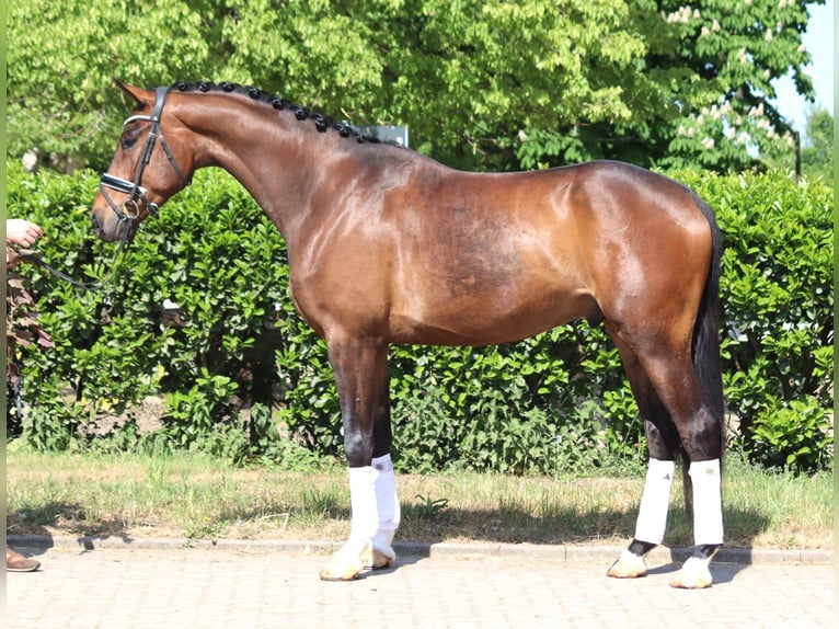 Hannoveraner Wallach 4 Jahre 172 cm Brauner in Selsingen