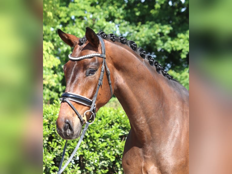 Hannoveraner Wallach 4 Jahre 172 cm Brauner in Selsingen