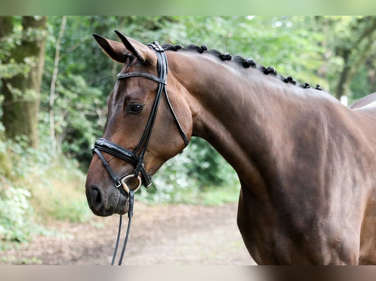 Hannoveraner Wallach 4 Jahre 172 cm Brauner in Wuppertal