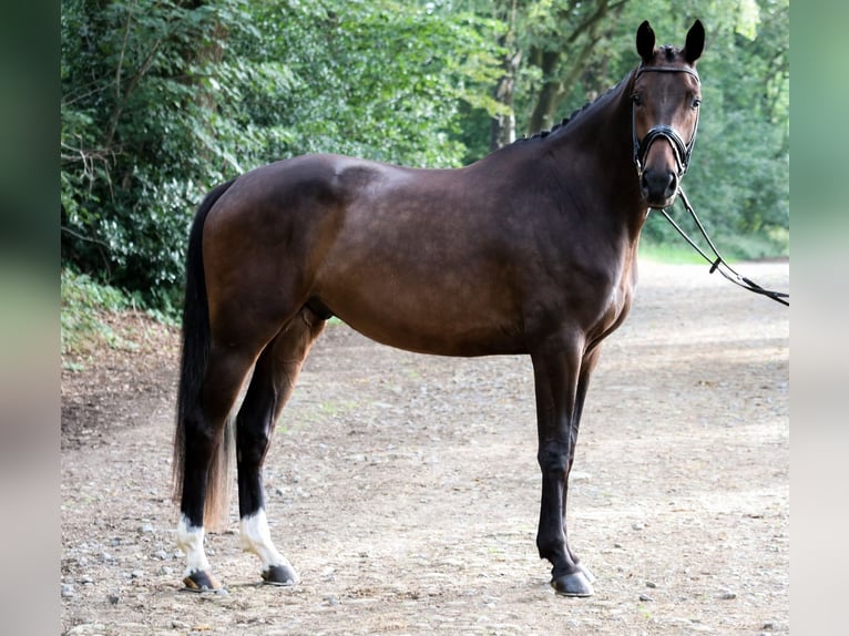 Hannoveraner Wallach 4 Jahre 172 cm Brauner in Wuppertal