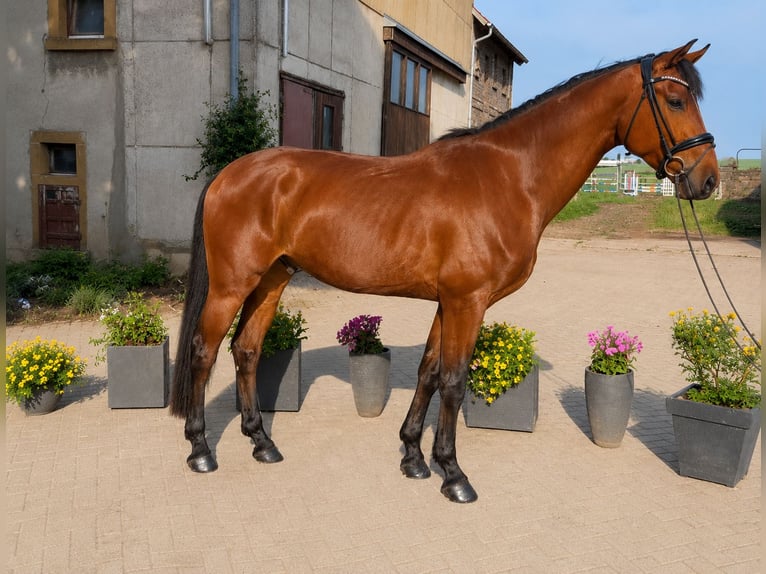 Hannoveraner Wallach 4 Jahre 172 cm Brauner in Hasbergen