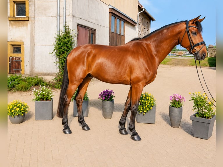 Hannoveraner Wallach 4 Jahre 172 cm Brauner in Hasbergen