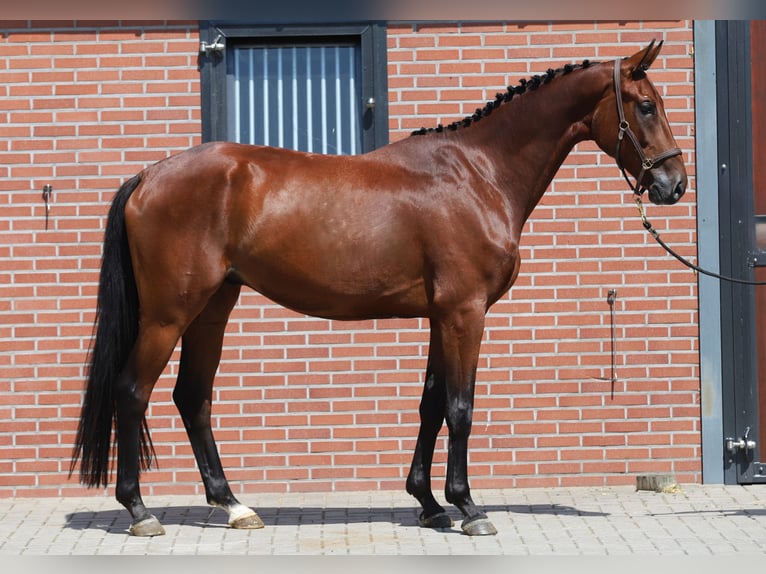 Hannoveraner Wallach 4 Jahre 172 cm Brauner in Zieuwent