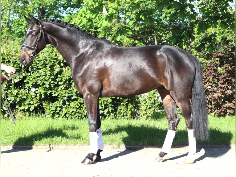 Hannoveraner Wallach 4 Jahre 172 cm Brauner in Selsingen