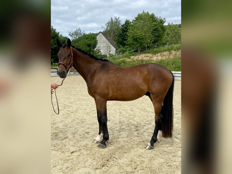 Hannoveraner Wallach 4 Jahre 172 cm Brauner in Emmerthal