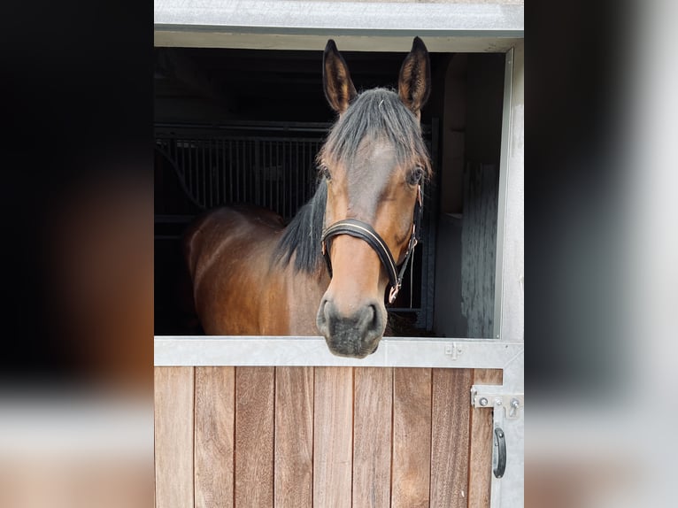 Hannoveraner Wallach 4 Jahre 172 cm Brauner in Emmerthal