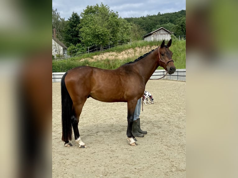 Hannoveraner Wallach 4 Jahre 172 cm Brauner in Emmerthal