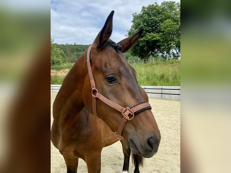 Hannoveraner Wallach 4 Jahre 172 cm Brauner in Emmerthal