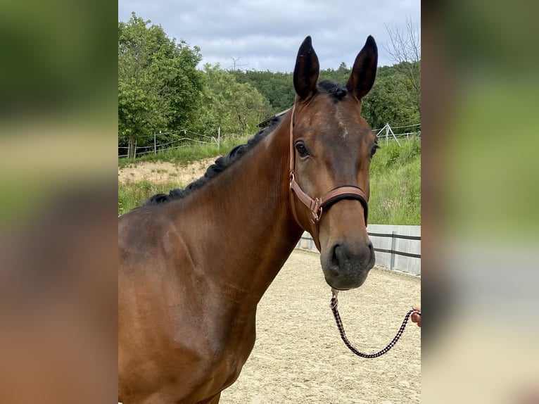 Hannoveraner Wallach 4 Jahre 172 cm Brauner in Emmerthal