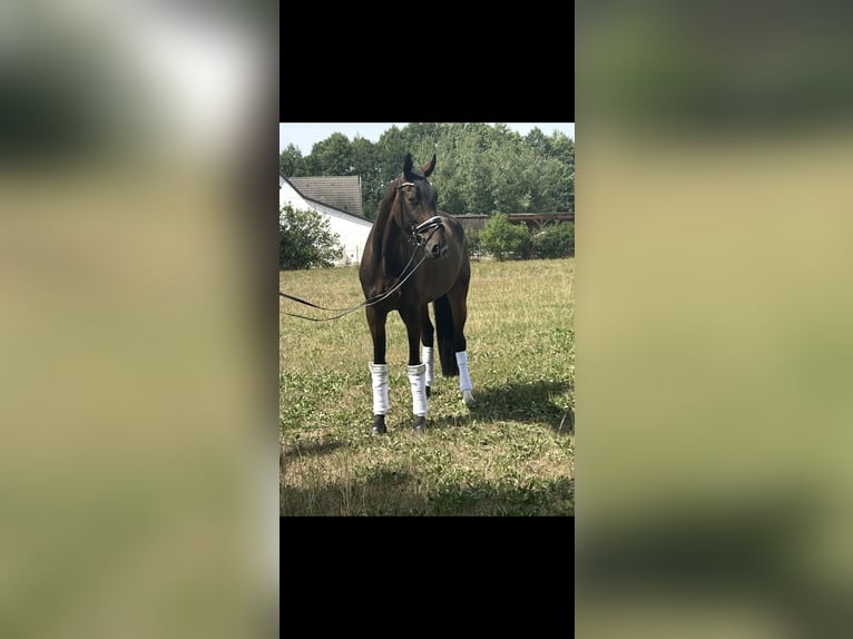 Hannoveraner Wallach 4 Jahre 172 cm Dunkelbrauner in Westheim