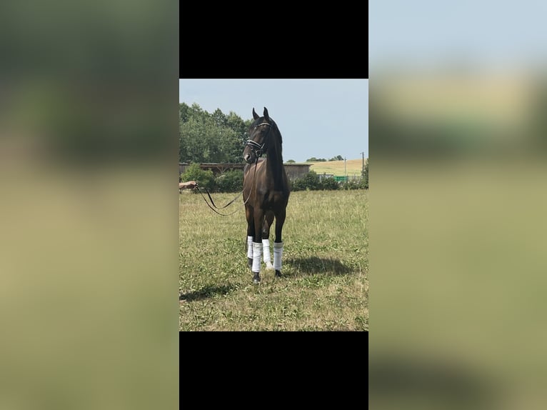 Hannoveraner Wallach 4 Jahre 172 cm Dunkelbrauner in Westheim