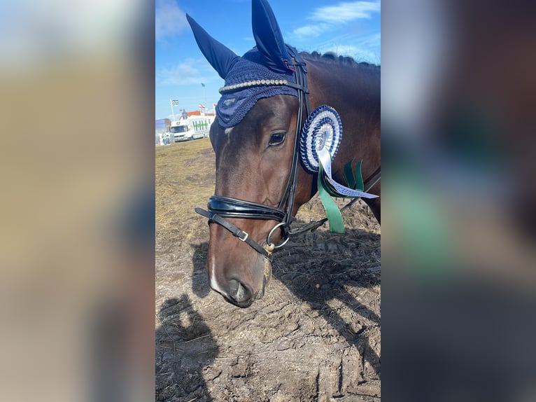 Hannoveraner Wallach 4 Jahre 172 cm Dunkelbrauner in Lohmar