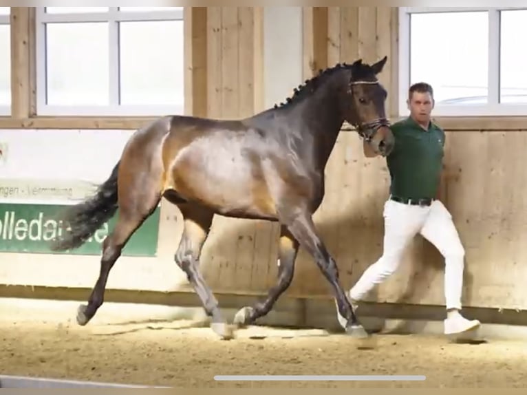 Hannoveraner Wallach 4 Jahre 172 cm Dunkelbrauner in Weil