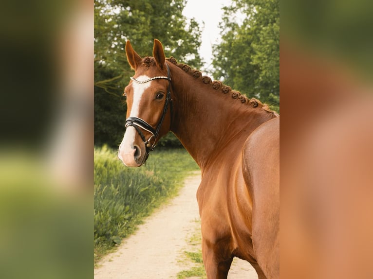 Hannoveraner Wallach 4 Jahre 172 cm Fuchs in Bippen