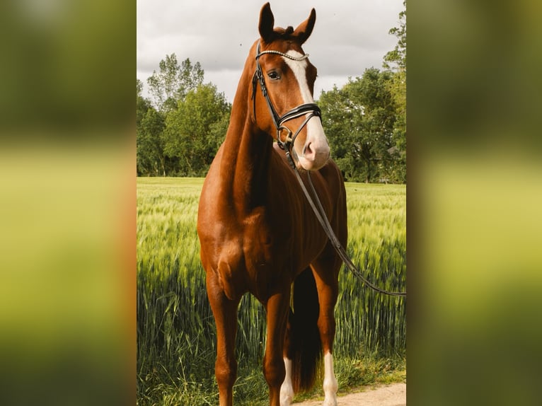 Hannoveraner Wallach 4 Jahre 172 cm Fuchs in Bippen