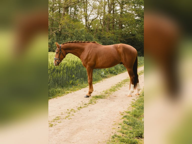 Hannoveraner Wallach 4 Jahre 172 cm Fuchs in Bippen
