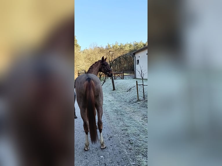 Hannoveraner Wallach 4 Jahre 172 cm Fuchs in Barenburg