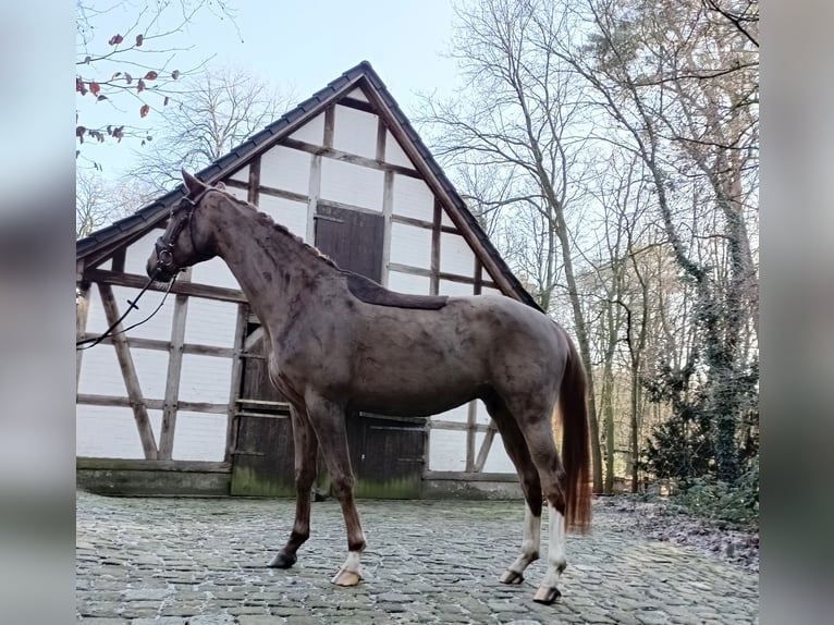 Hannoveraner Wallach 4 Jahre 172 cm Fuchs in Barenburg