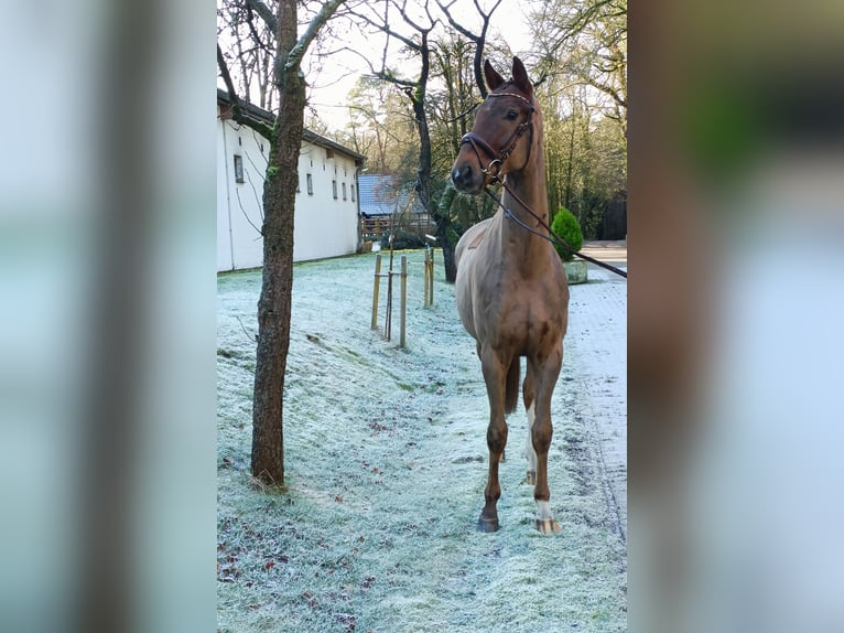 Hannoveraner Wallach 4 Jahre 172 cm Fuchs in Barenburg