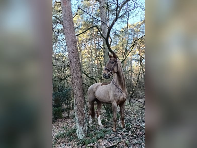 Hannoveraner Wallach 4 Jahre 172 cm Fuchs in Barenburg