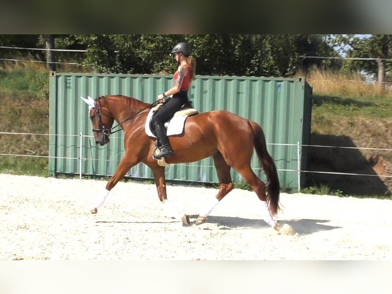 Hannoveraner Wallach 4 Jahre 172 cm Fuchs in Frielendorf