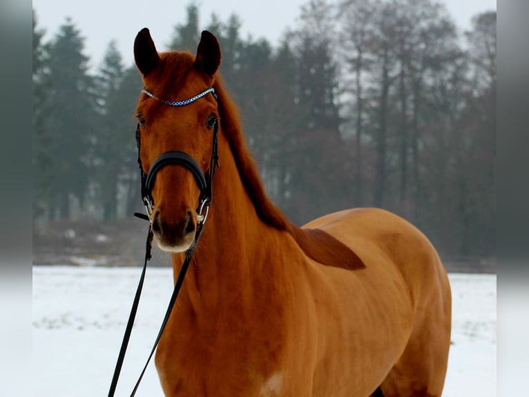 Hannoveraner Wallach 4 Jahre 172 cm Fuchs in Freren