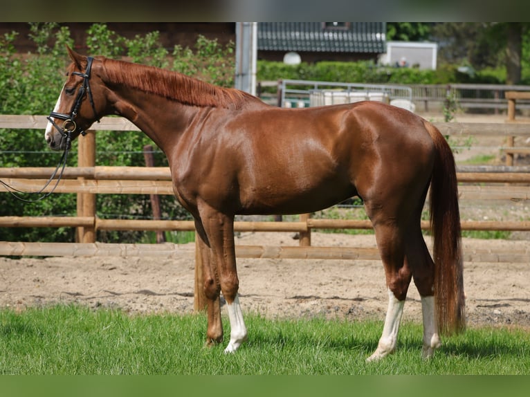 Hannoveraner Wallach 4 Jahre 172 cm Fuchs in Rickling