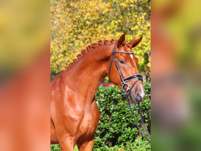 Hannoveraner Wallach 4 Jahre 172 cm Fuchs in Selsingen