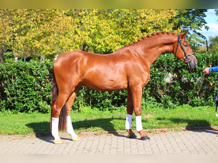 Hannoveraner Wallach 4 Jahre 172 cm Fuchs in Selsingen