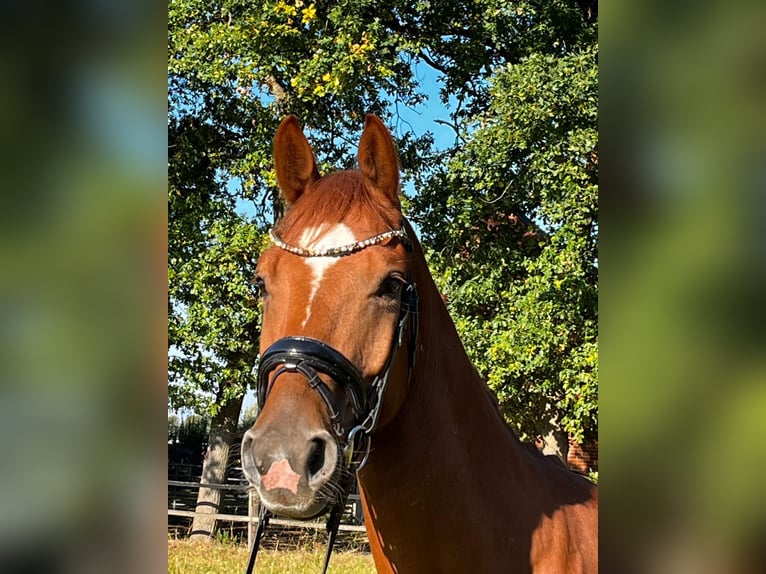 Hannoveraner Wallach 4 Jahre 172 cm Fuchs in Thedinghausen
