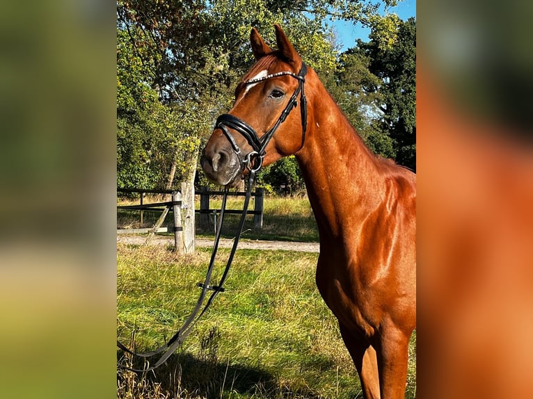 Hannoveraner Wallach 4 Jahre 172 cm Fuchs in Thedinghausen