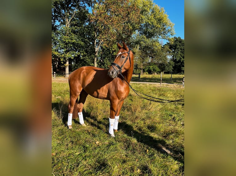 Hannoveraner Wallach 4 Jahre 172 cm Fuchs in Thedinghausen