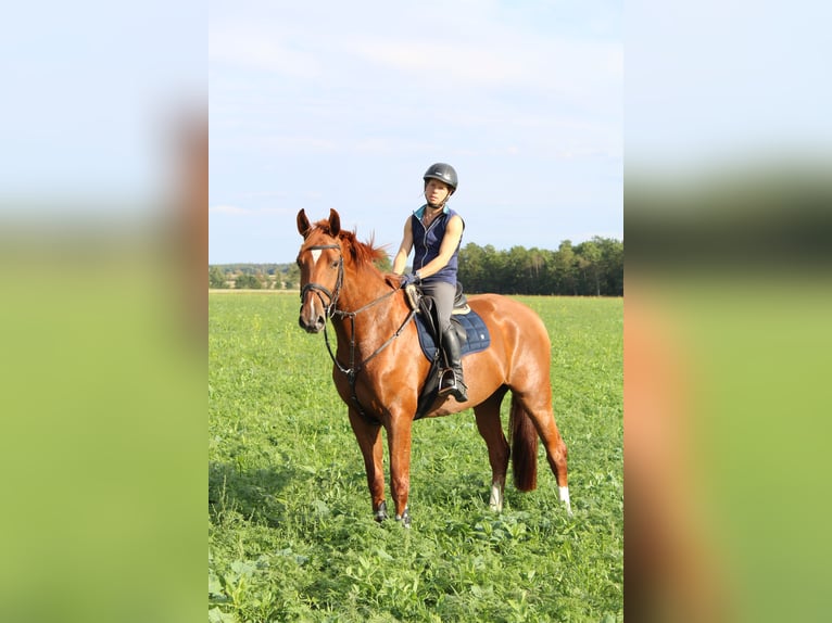 Hannoveraner Wallach 4 Jahre 172 cm Fuchs in Wittingen