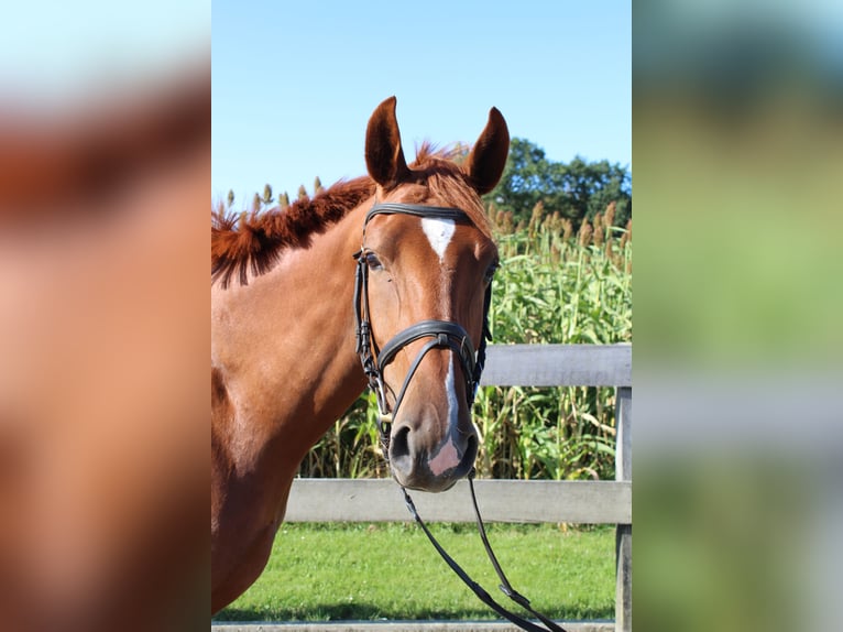 Hannoveraner Wallach 4 Jahre 172 cm Fuchs in Wittingen