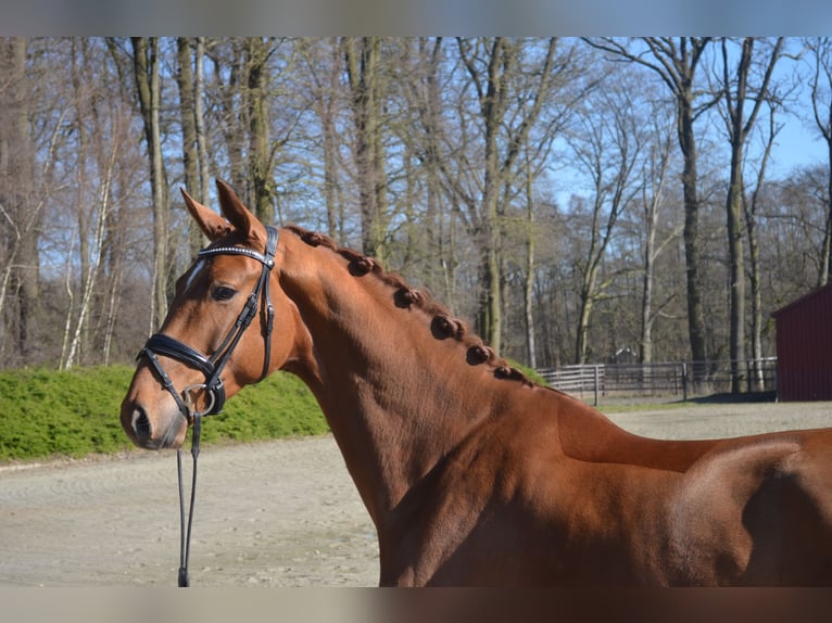 Hannoveraner Wallach 4 Jahre 172 cm Fuchs in Visbek