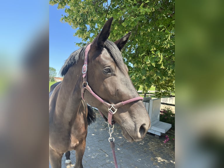 Hannoveraner Wallach 4 Jahre 172 cm Rappe in Ohlstadt