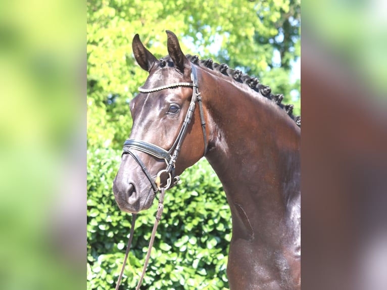 Hannoveraner Wallach 4 Jahre 172 cm Rappe in Selsingen