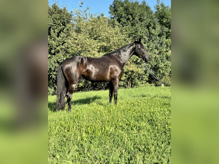 Hannoveraner Wallach 4 Jahre 172 cm Rappe in Rosdorf