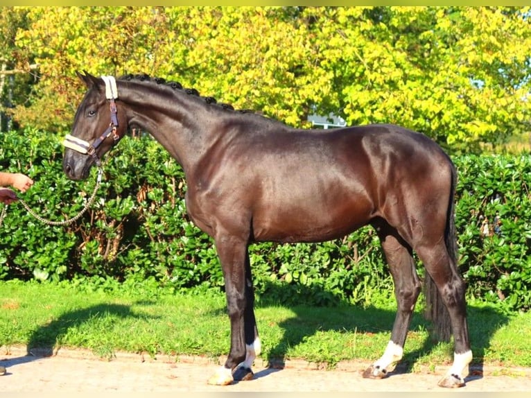 Hannoveraner Wallach 4 Jahre 172 cm Rappe in Selsingen