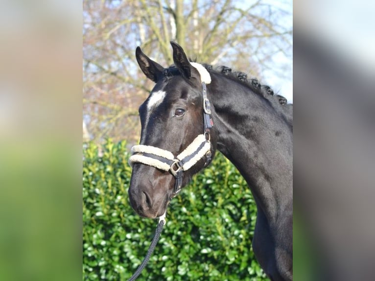 Hannoveraner Wallach 4 Jahre 172 cm Rappe in Selsingen