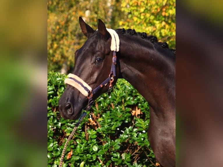 Hannoveraner Wallach 4 Jahre 172 cm Rappe in Selsingen