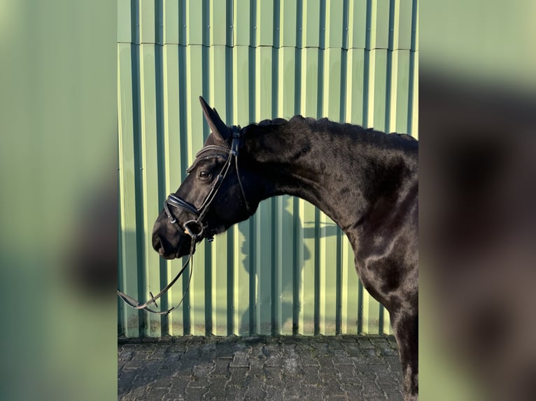 Hannoveraner Wallach 4 Jahre 172 cm Rappe in Wangerland Hohenkirchen