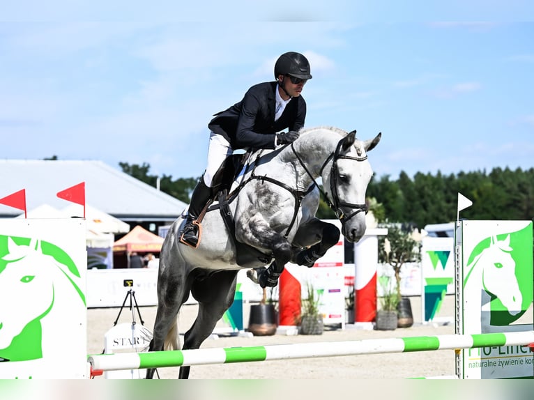 Hannoveraner Wallach 4 Jahre 172 cm Schimmel in Duszniki