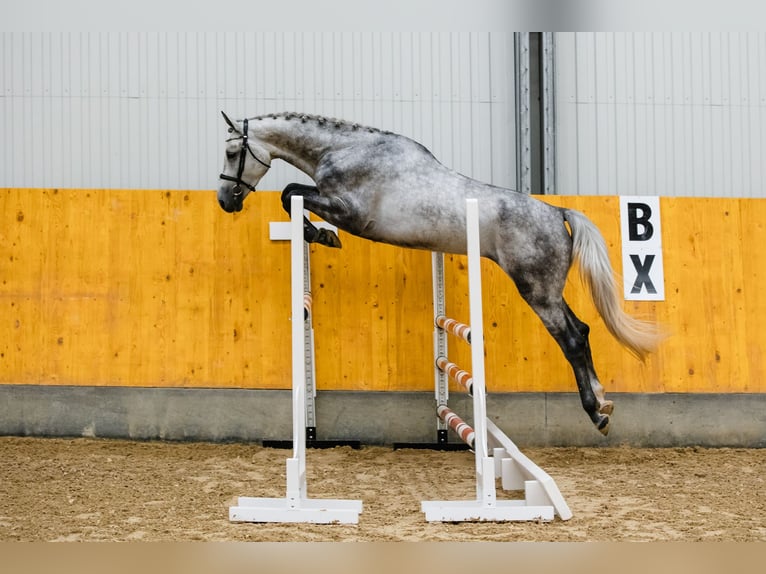Hannoveraner Wallach 4 Jahre 172 cm Schimmel in DUSZNIKI
