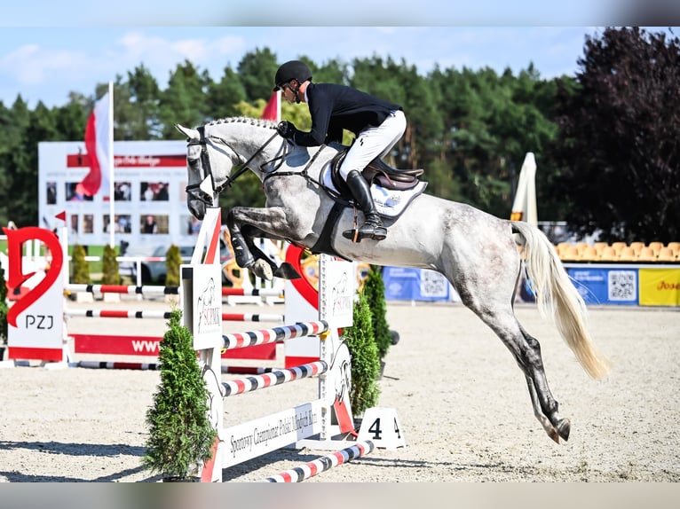Hannoveraner Wallach 4 Jahre 172 cm Schimmel in Duszniki