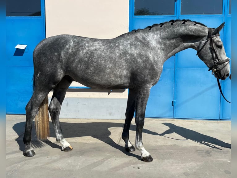 Hannoveraner Wallach 4 Jahre 172 cm Schimmel in Lublin