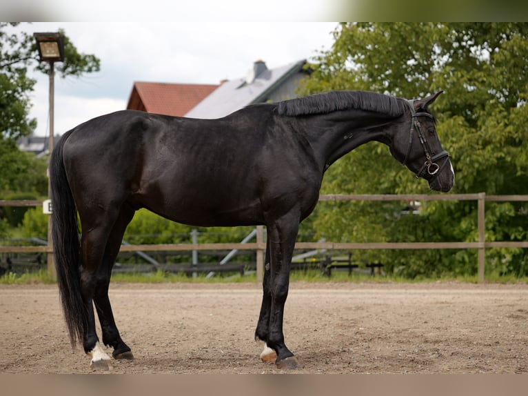 Hannoveraner Wallach 4 Jahre 172 cm Schwarzbrauner in Malsfeld