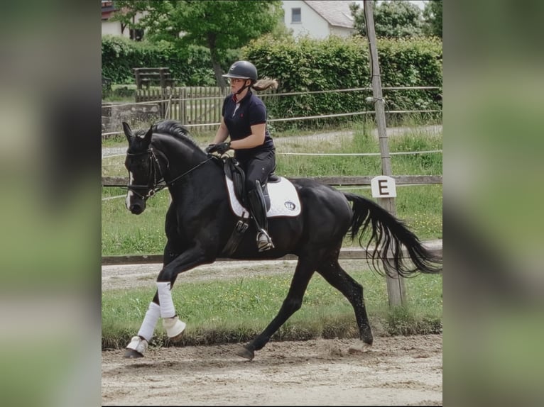 Hannoveraner Wallach 4 Jahre 172 cm Schwarzbrauner in Malsfeld