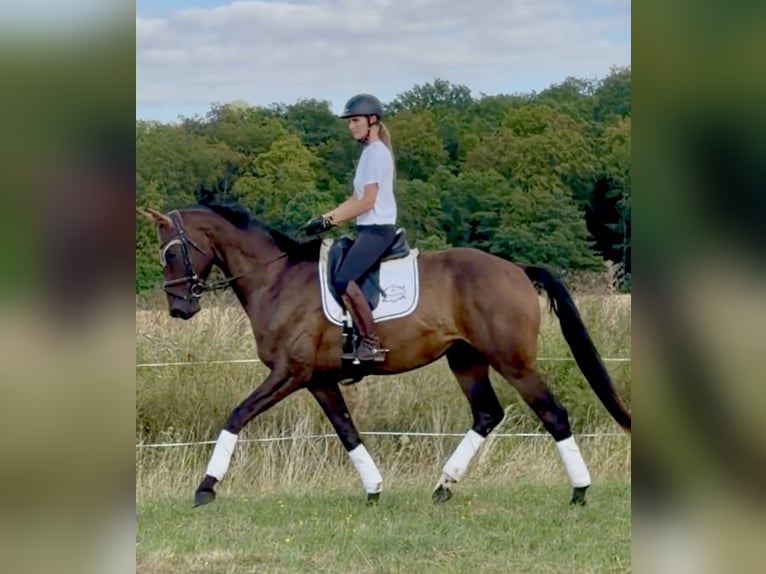 Hannoveraner Wallach 4 Jahre 173 cm Brauner in Dransfeld